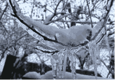 Ожеледь на сливе