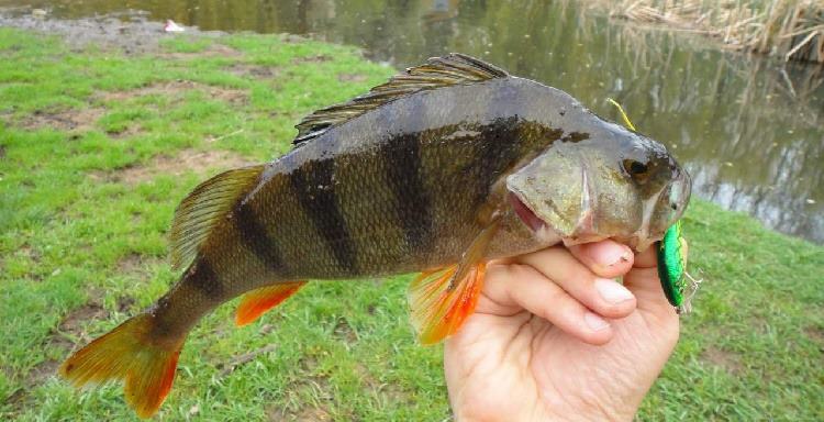 ловля окуня фото