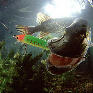 Щука на воблер