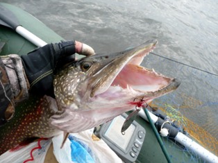 Щука в октябре