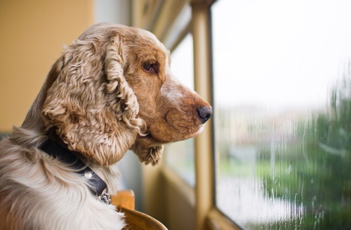 Собака и окно