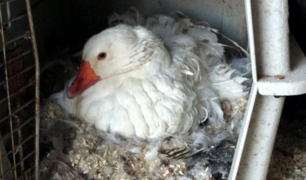 Гусыня- наседка высиживает яйца