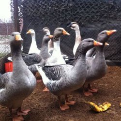 Сколько дней высиживает яйца гусыня: яйценоскость, когда домашние гуси начинают нестись и до какого возраста, видео о яйцекладке