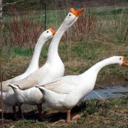 Сколько дней высиживает яйца гусыня: яйценоскость, когда домашние гуси начинают нестись и до какого возраста, видео о яйцекладке