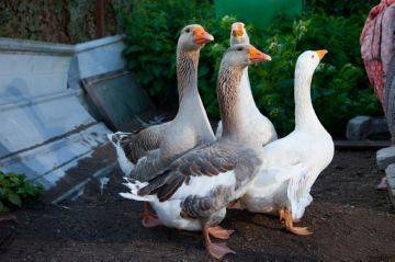 серые гуси