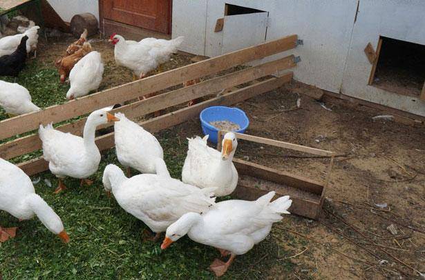 Яйценоскость гусей