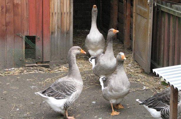 Яйценоскость гусей