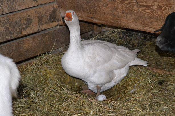 Яйценоскость гусей