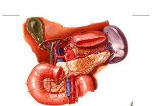 Желчный пузырь функции в организме