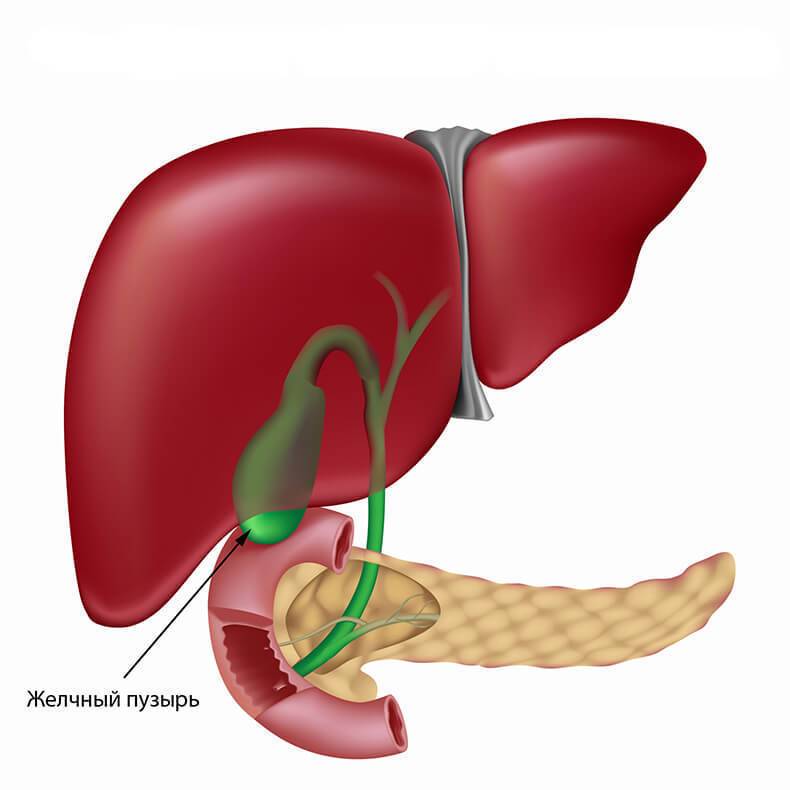 Роль желчного пузыря в организме
