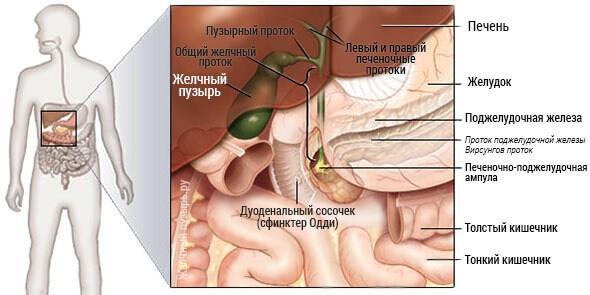 Роль желчного пузыря в организме