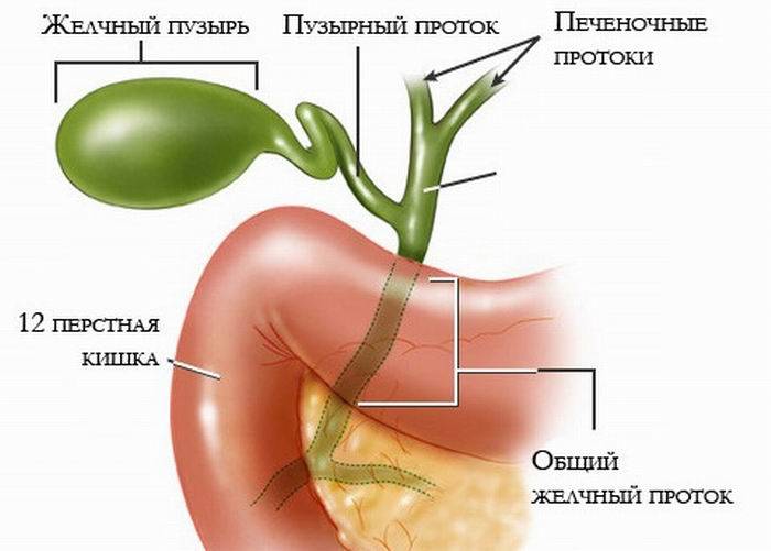 Желчный пузырь функции в организме