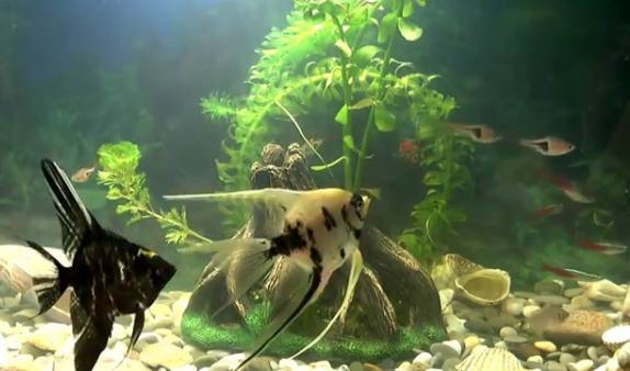 животные-синоптики предсказывают погоду