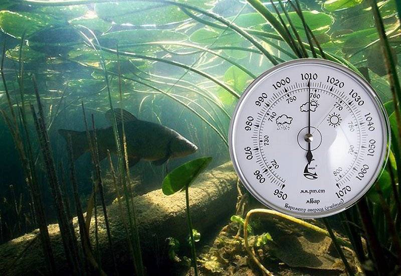 При каком давлении лучше клюет рыба, влияние на клев летом