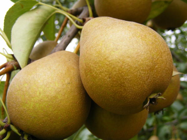 Фото 3. Груша 'Дюймовочка' с привлекательной золотистой кожицей тоже устойчива к парше