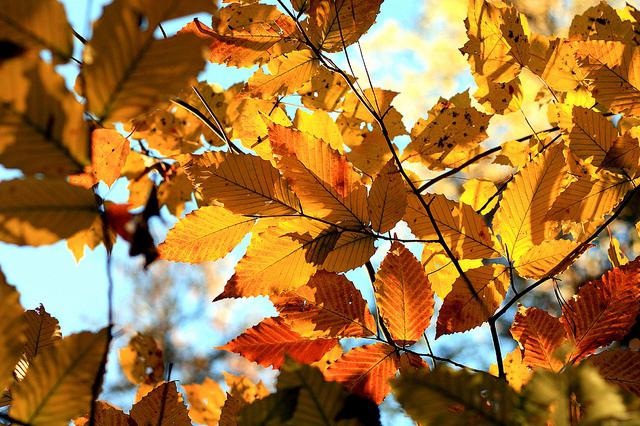 фенология как наука