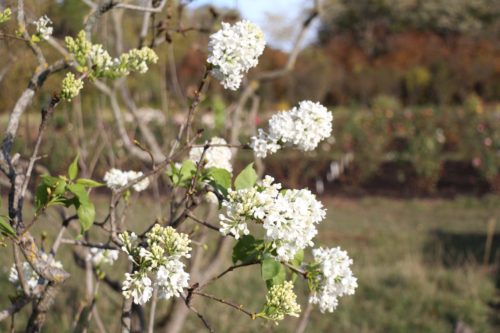 Цветение сирени осенью