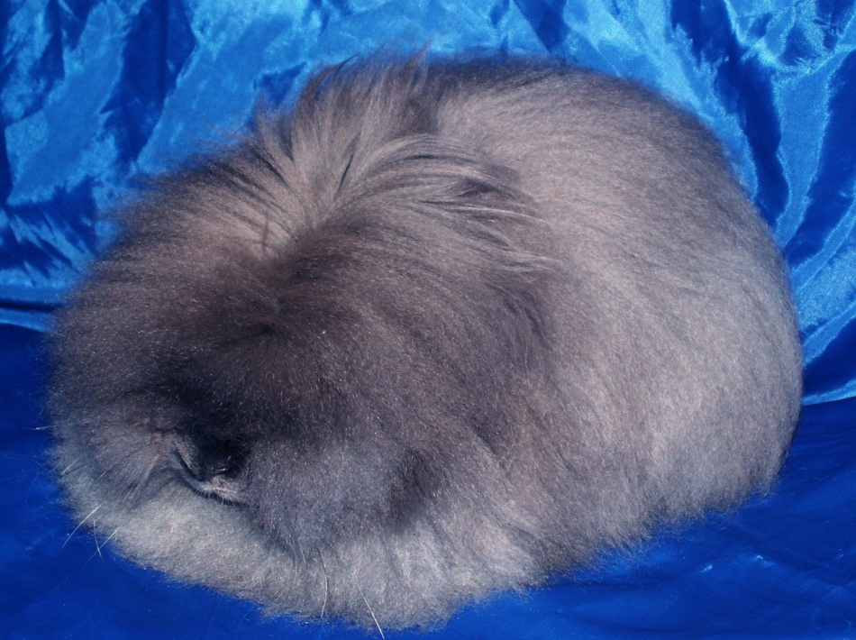 Ангорский карликовый кролик