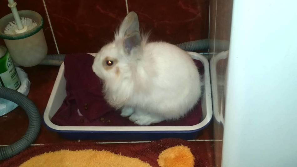 У декоративного кролика может быть красная моча