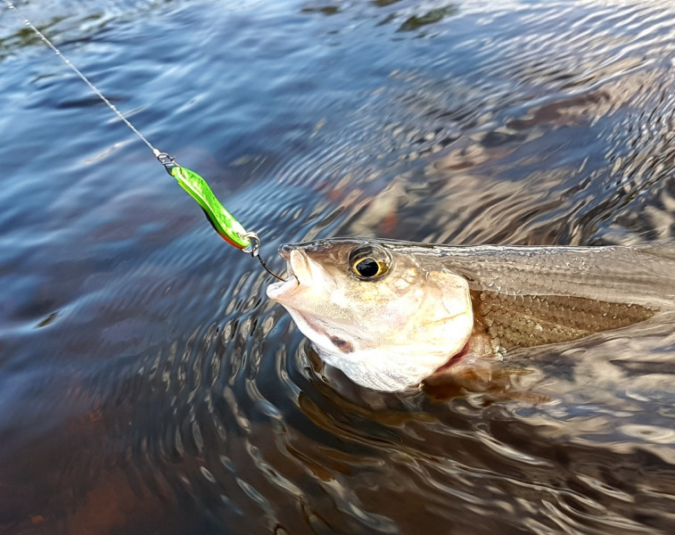 Рыбалка в Ленобласти, Ленинградской области, СПб. Фото: Александр Воробьев (vk.com/udafish)