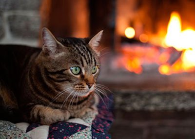 кот у камина