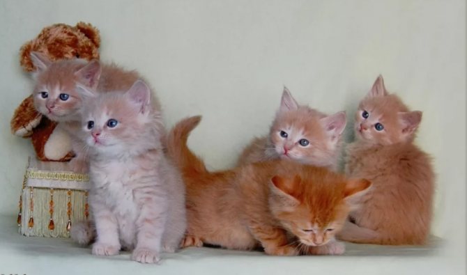 котята рыжие