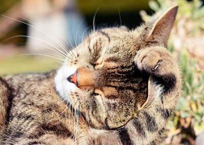 кот умывается