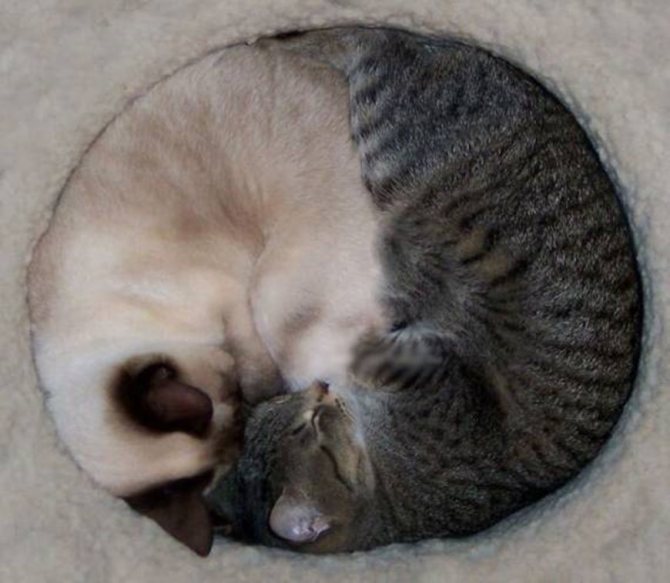 Кошки предсказывают погоду