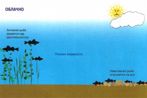 Положение рыбы в водоеме в зависимости от погоды
