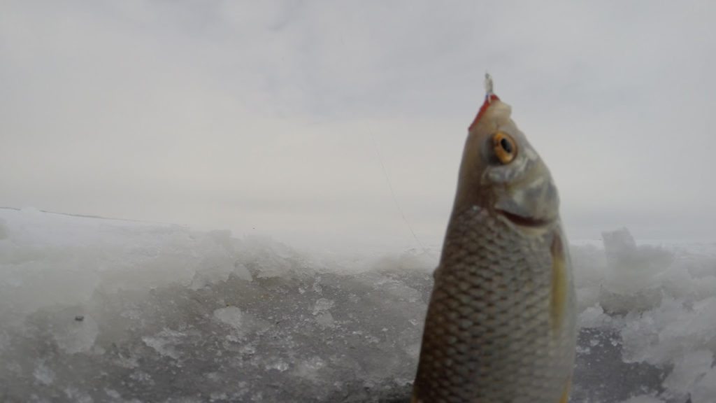 Ловля густеры зимой