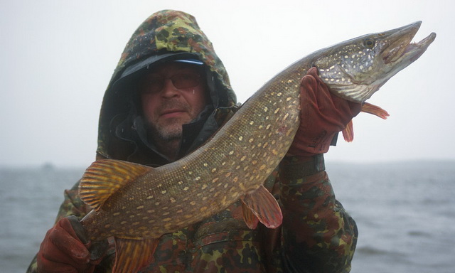 Как поймать щуку в дождь 1