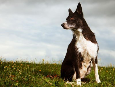 пёс принюхивается к дождю
