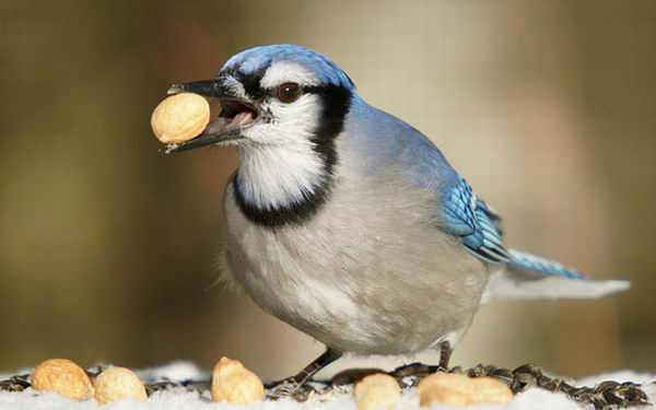 Какая будет зима? Народные приметы о погоде зимой
