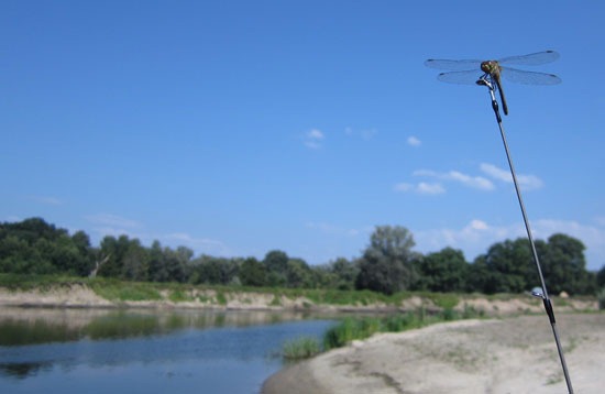 Знойный день