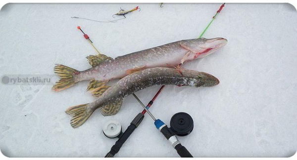 В какую погоду лучше клюёт щука зимой и при каком давлении
