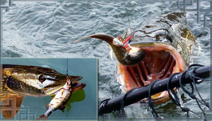 Ловля хищной щуки на живца