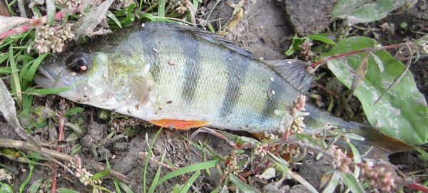 Окунь речной