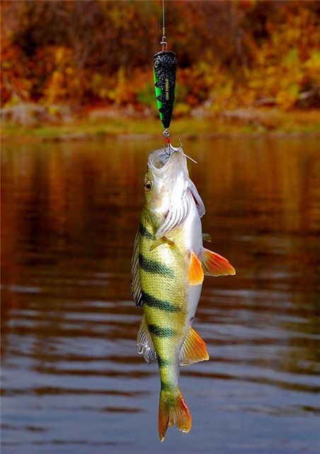 Календарь рыболова на октябрь 2013, календарь рыбака на октябрь, календарь клева рыбы на октябрь, лунный календарь рыболова на октябрь 2013, как ловить рыбу в октябре, ловля щуки в октябре, рыбалка в октябре, ловля налима в октябре, ловля окуня в октябре, клев рыбы в октябре, какая рыба клюет в октябре