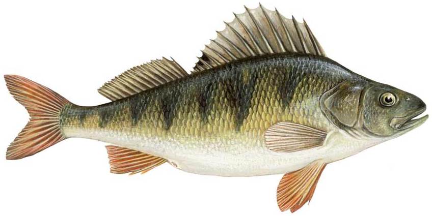 Календарь рыбалки, рыбака и клева 2019