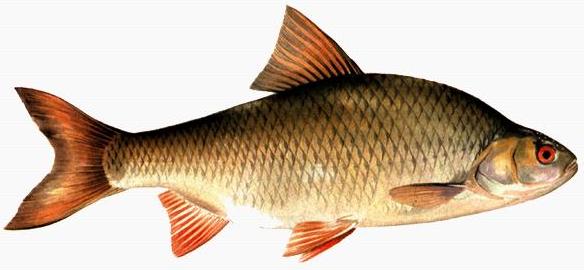 Календарь рыбалки, рыбака и клева 2019