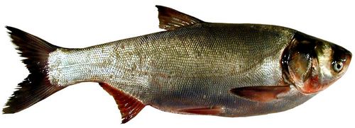 Календарь рыбалки, рыбака и клева 2019