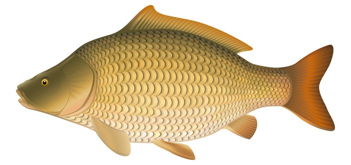 Календарь рыбалки, рыбака и клева 2019