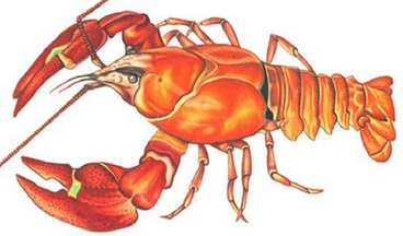 Календарь рыбалки, рыбака и клева 2019