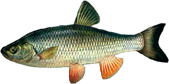 Календарь рыбалки, рыбака и клева 2019