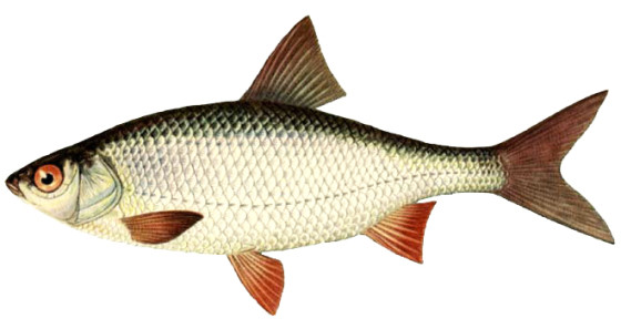 Календарь рыбалки, рыбака и клева 2019