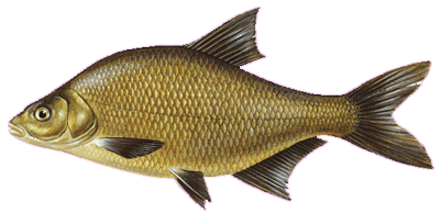 Календарь рыбалки, рыбака и клева 2019