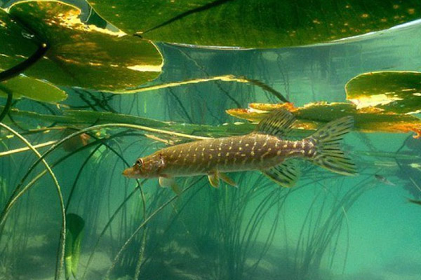 Клев рыбы в донецкой области