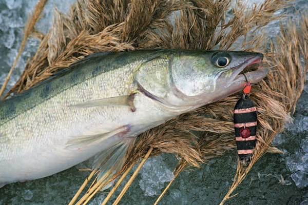 Клев рыбы в донецкой области