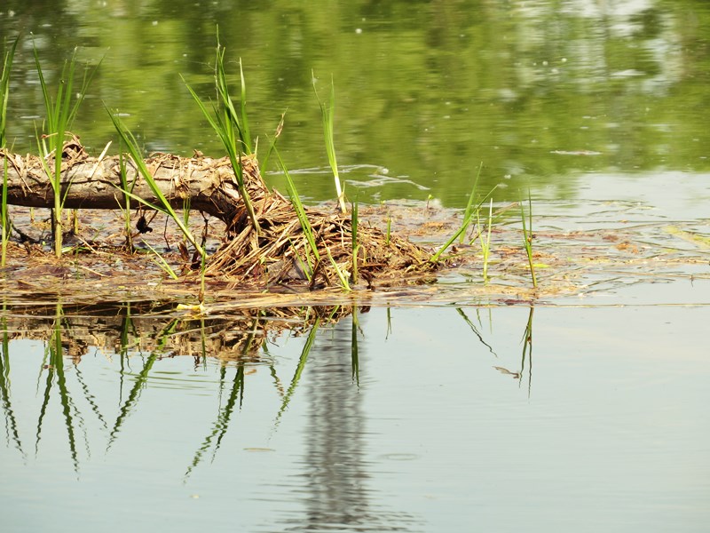 Прогноз клева