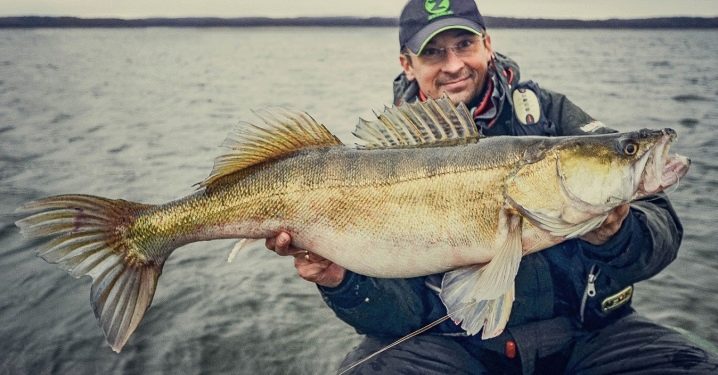 В какое время и при какой погоде клюет судак?
